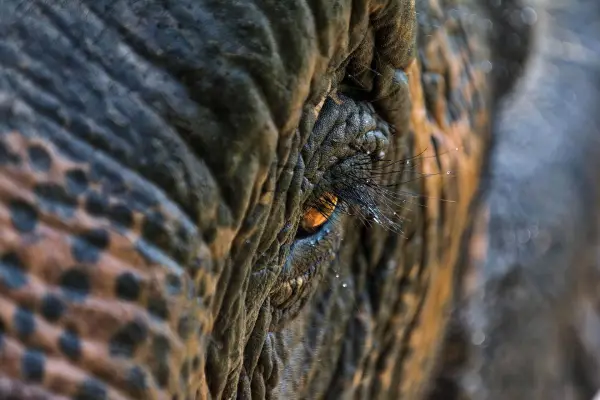 Experience Elephant Conservation Center in Sayabouly: A 2 Days - 1 Night Adventure}