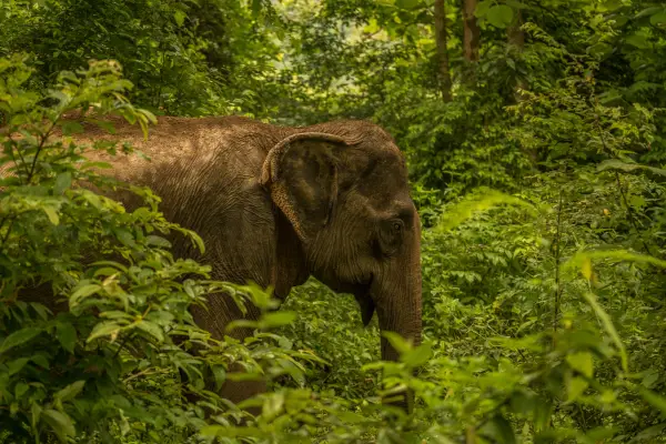 2 Day Mahout Experience with Overnight (Shangri Lao)