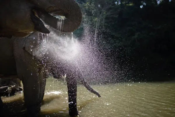 Discover Sayabouly's Elephant Sanctuary: A 3 Days - 2 Nights Wildlife Adventure