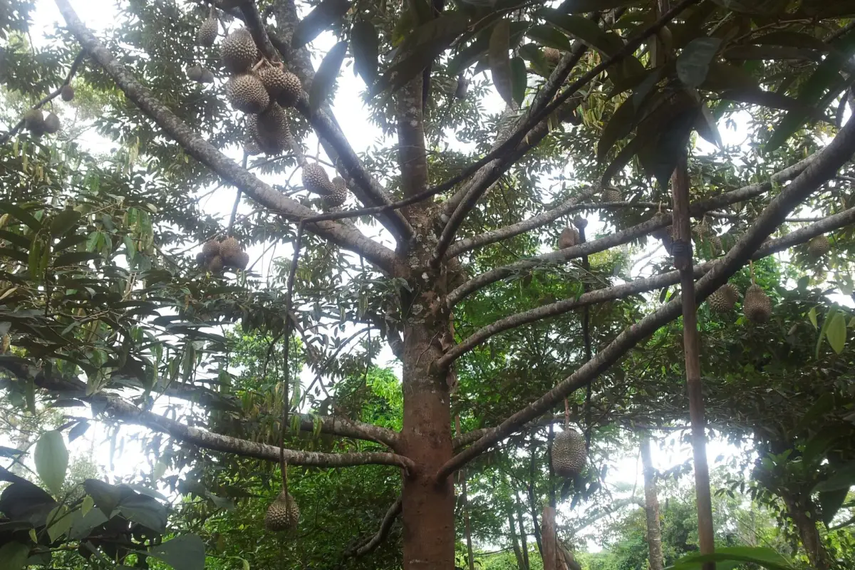 Paksong Durian