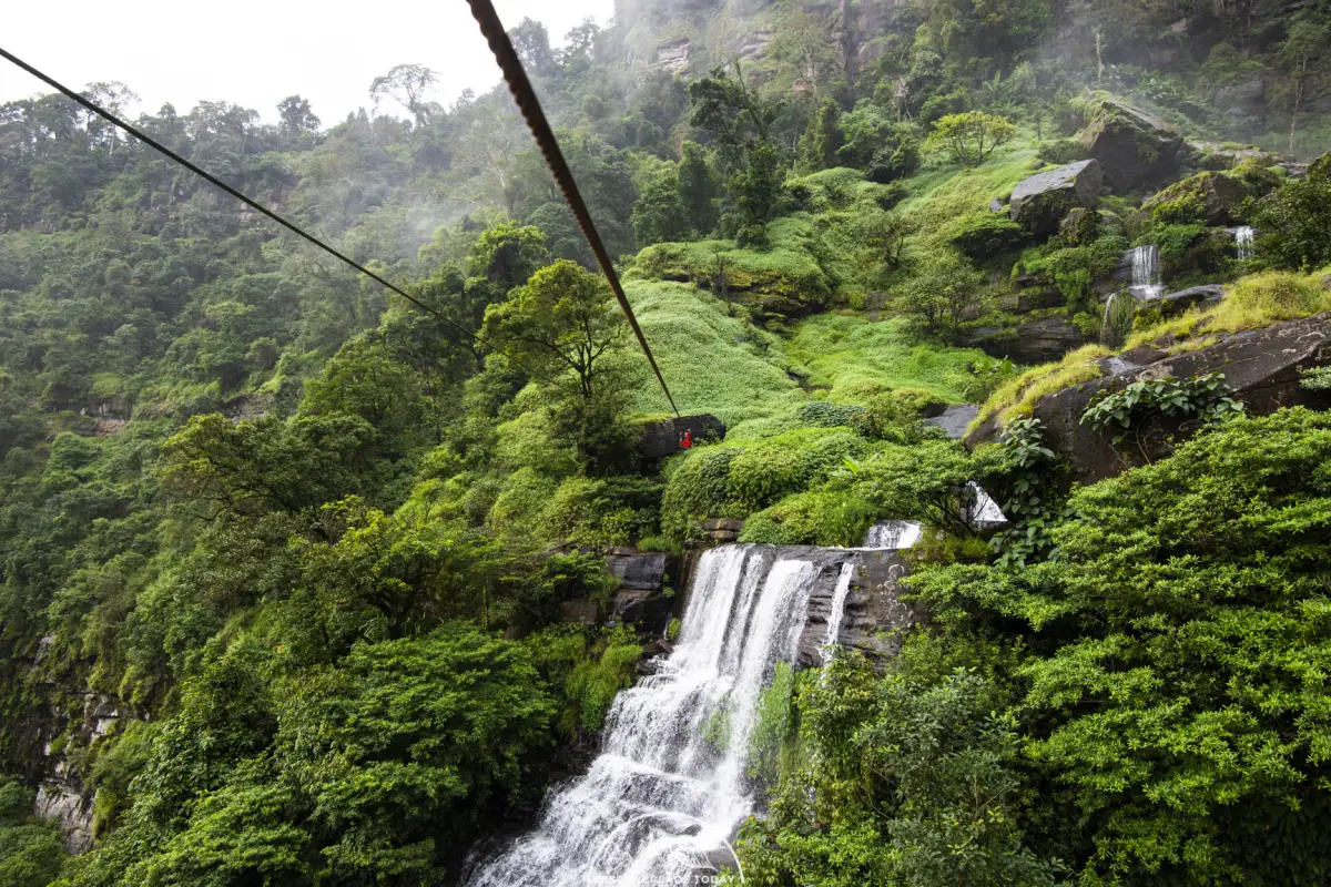 Tree Top Explorer