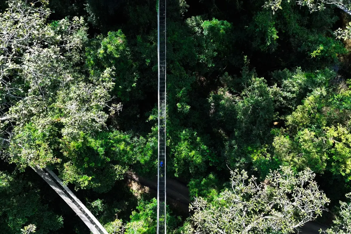 La Forêt