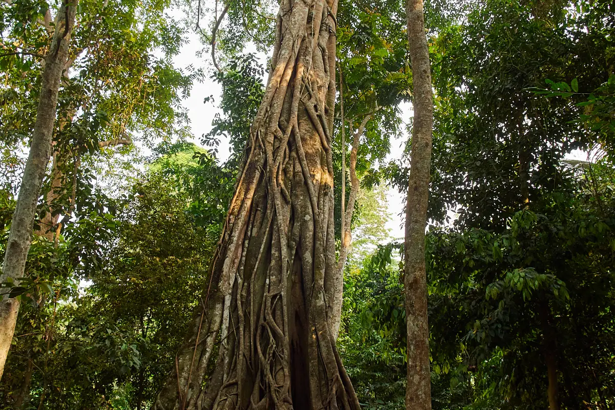 Kuang Si Waterfalls