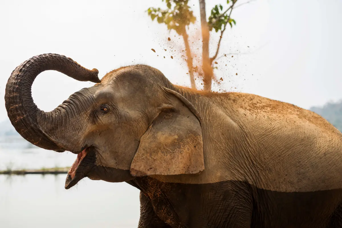Lao Elephant at ECC