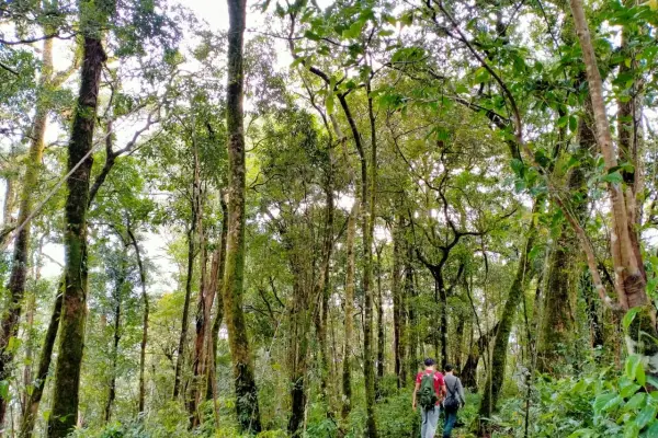 Cloud Forest