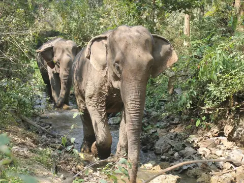 3 Days Biking, Mandalao Elephant Trek, Trekking, & Kayaking Adventure
