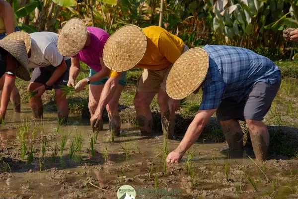 Half-Day Rice Experience at The Living Land Farm