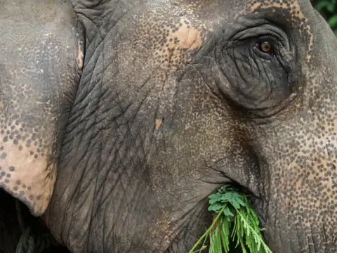 1-Day Elephant Experience & Jungle Trek