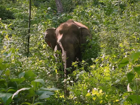 2 Days Elephant Experience, Mountain Biking, & Trekking Combination