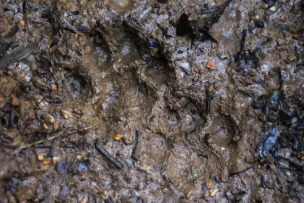animal footprint